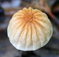Marasmius siccus.